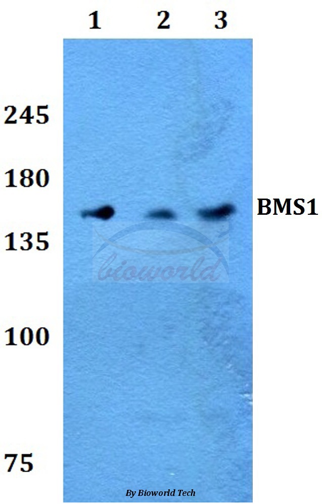 Anti-BMS1 Antibody