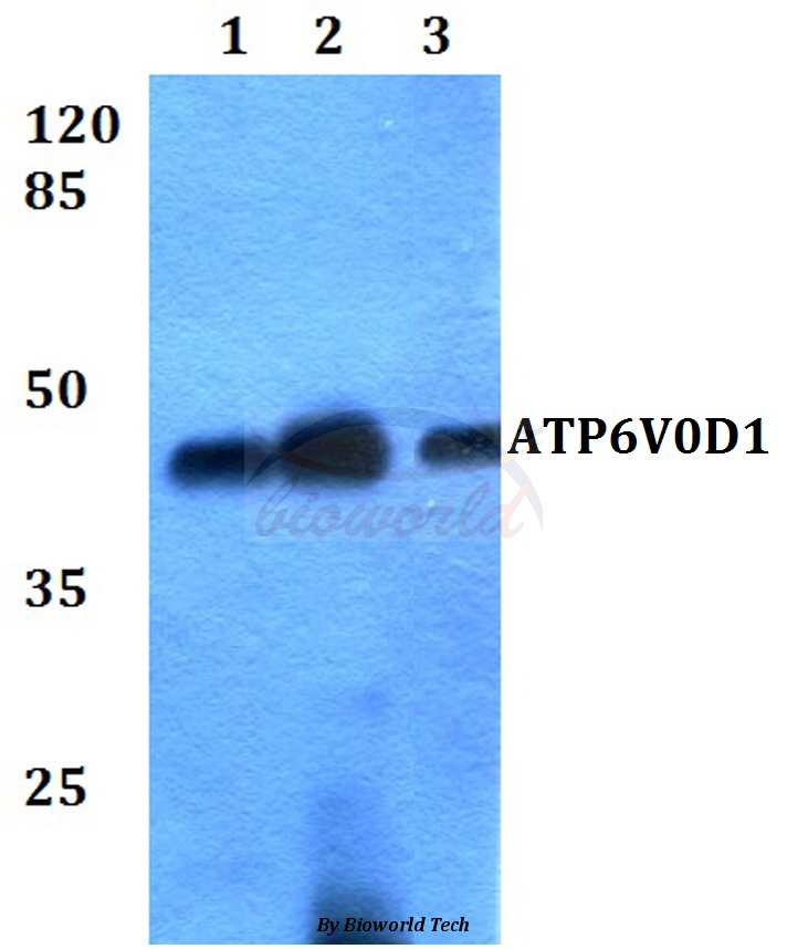 Anti-ATP6V0D1 Antibody