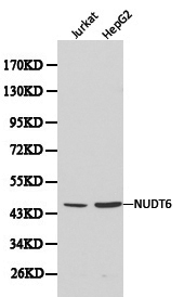 Anti-NUDT6 Antibody