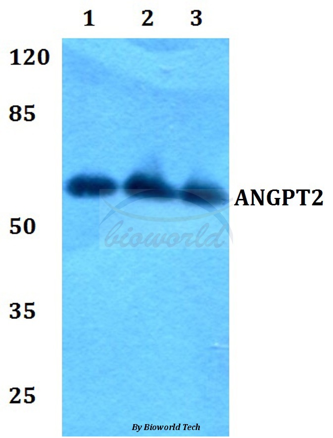 Anti-ANGPT2 Antibody