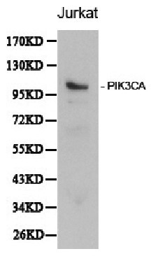 Anti-PI3K p110alpha/PIK3CA Antibody