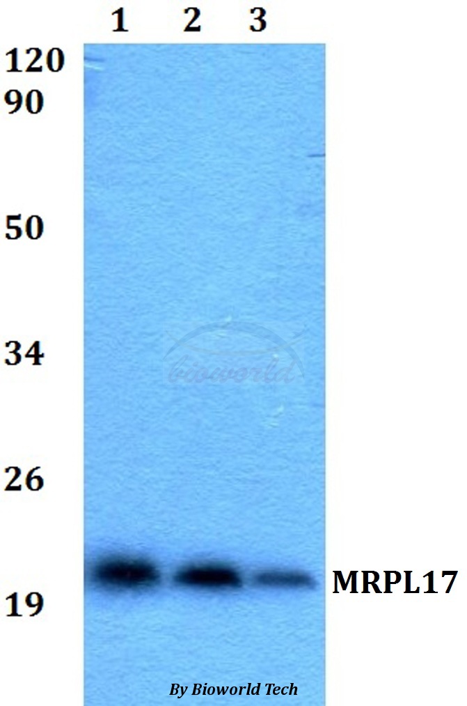 Anti-MRPL17 Antibody