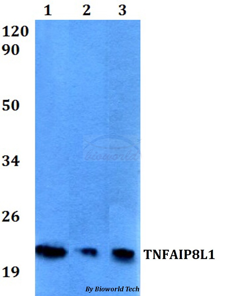 Anti-TNFAIP8L1 Antibody