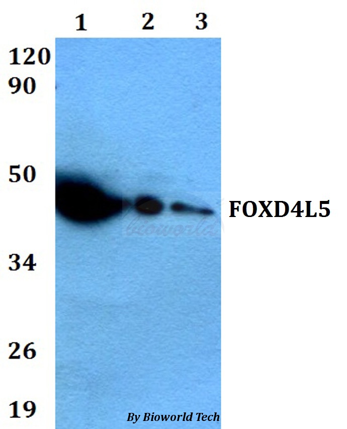 Anti-FOXD4L5 Antibody