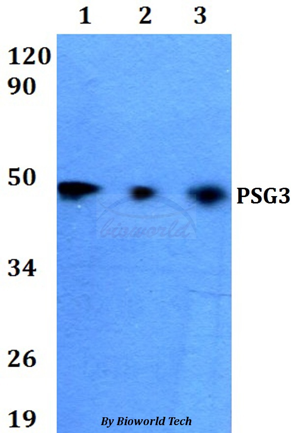 Anti-PSG3 Antibody