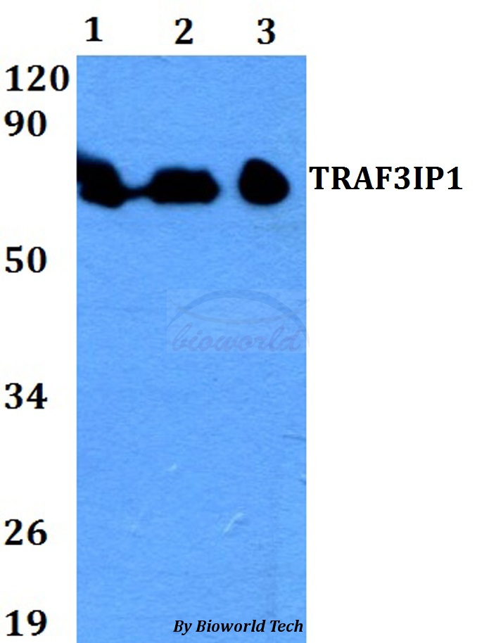 Anti-TRAF3IP1 Antibody