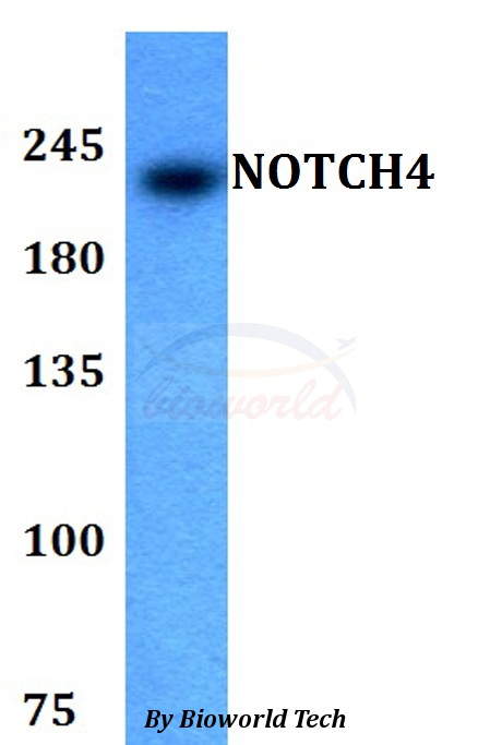 Anti-NOTCH4 Antibody