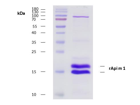 Recombinant Api m 1 (1.0101) Protein