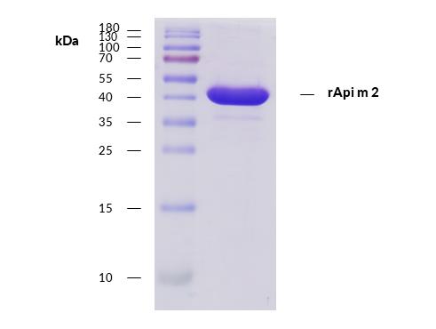 Recombinant Api m 2 (2.0101) Protein