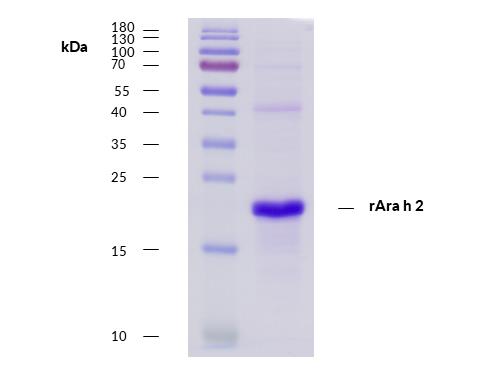 Recombinant Ara h 2 (2.0201) Protein