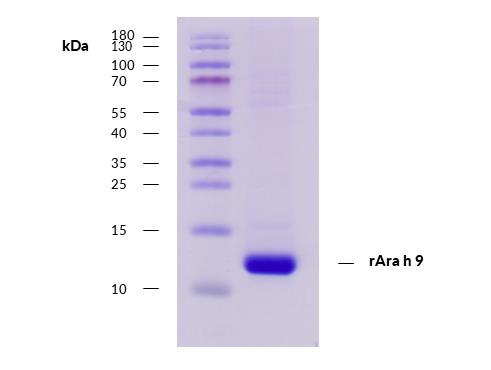 Recombinant Ara h 9 (9.0101) Protein