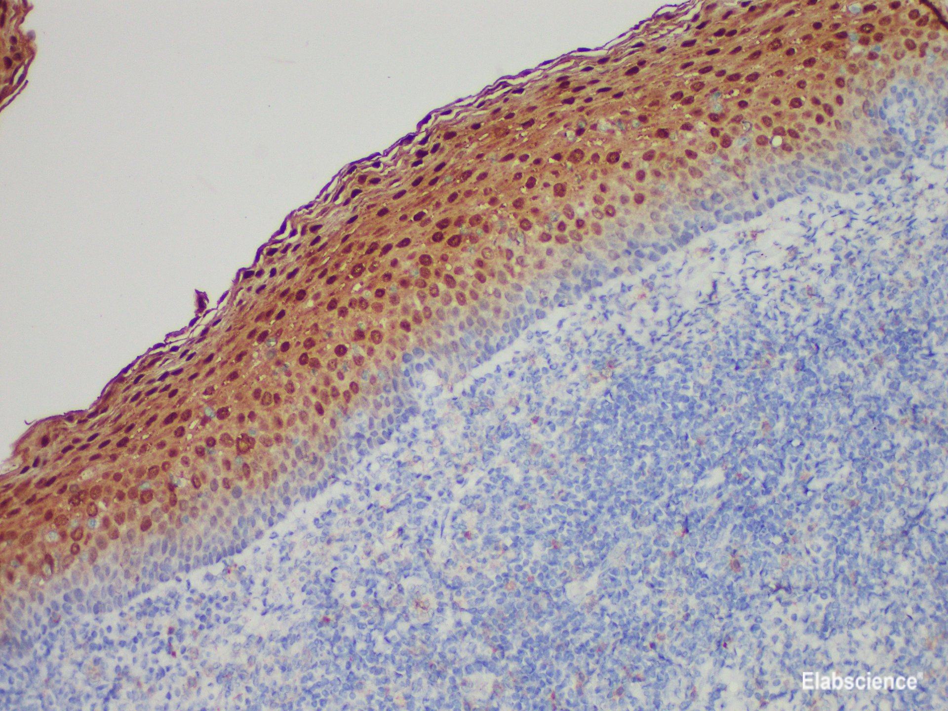 Anti-Annexin A1 Antibody [YN00086m]