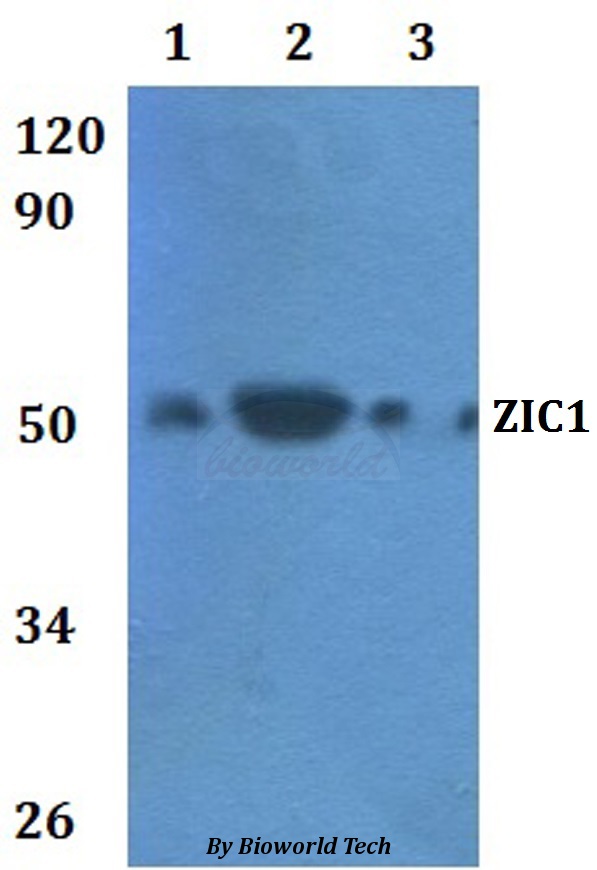 Anti-ZIC1 Antibody