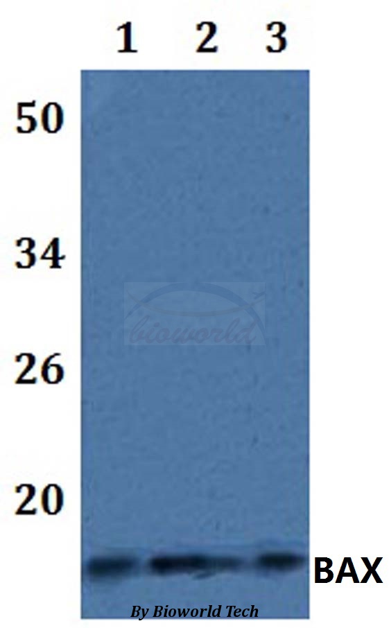 Anti-BAX Antibody