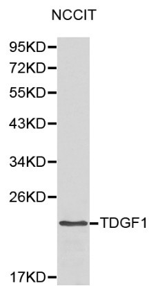 Anti-TDGF1 Antibody