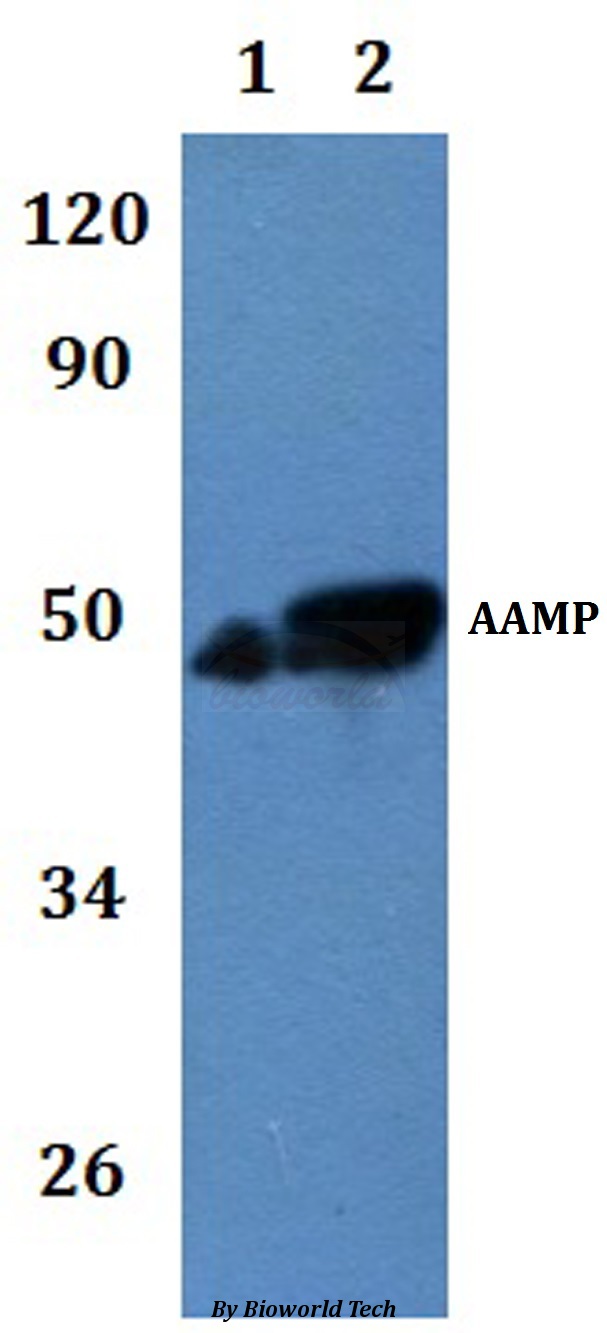 Anti-AAMP Antibody