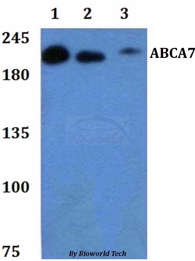 Anti-ABCA7 Antibody