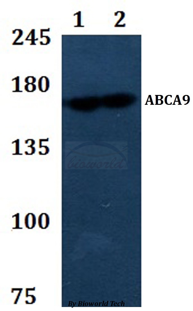 Anti-ABCA9 Antibody