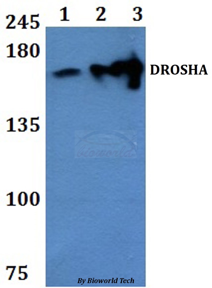 Anti-DROSHA Antibody