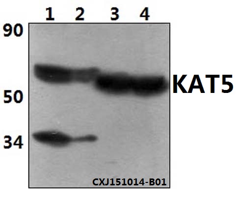 Anti-KAT5 Antibody
