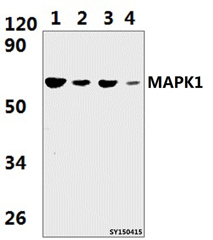 Anti-MAPK15 Antibody