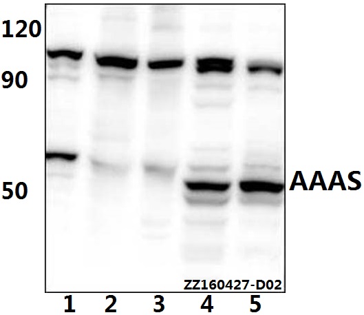 Anti-AVEN Antibody