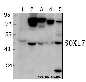 Anti-SOX17 Antibody