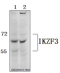 Anti-IKZF3 Antibody