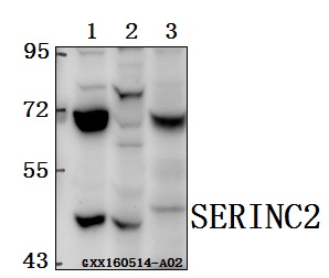 Anti-SERINC2 Antibody