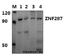 Anti-ZNF287 Antibody