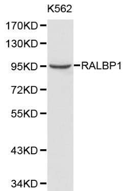 Anti-RALBP1 Antibody