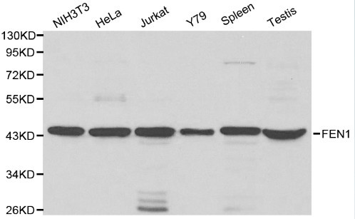 Anti-FEN1 Antibody