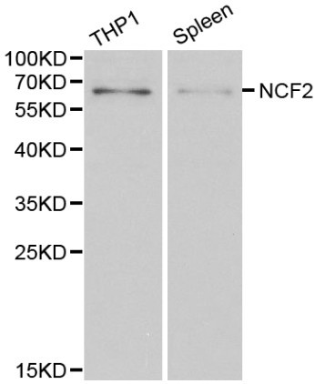 Anti-NCF2 Antibody