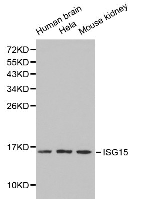 Anti-ISG15 Antibody