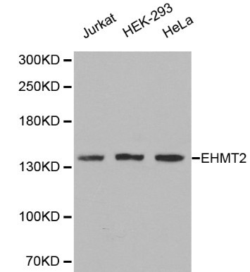 Anti-EHMT2 Antibody