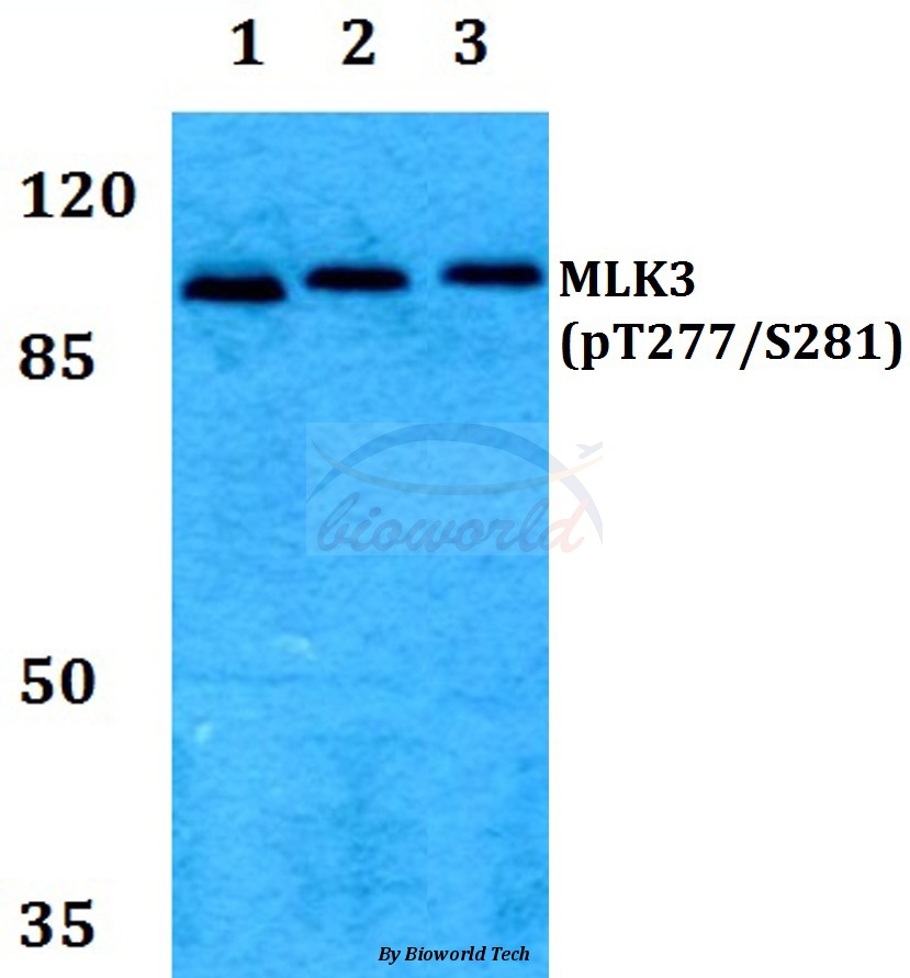 Anti-MLK3 (phospho-T277/S281) Antibody