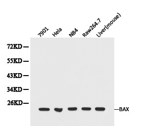 Anti-Bax Antibody