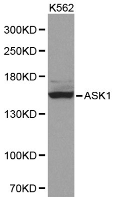 Anti-ASK1 Antibody