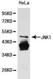 Anti-JNK1 Antibody