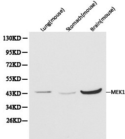 Anti-MEK1 Antibody