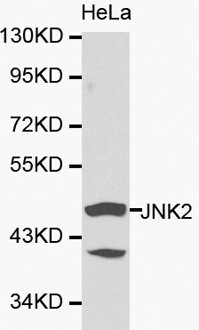 Anti-JNK2 Antibody