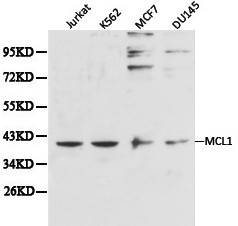 Anti-MCL1 Antibody