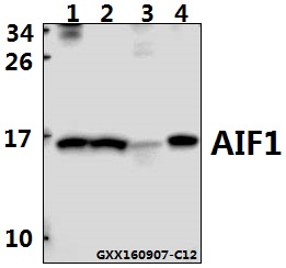 Anti-AIF1 Antibody