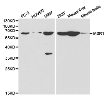 Anti-MSR1 Antibody