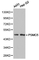 Anti-PSMC5 Antibody