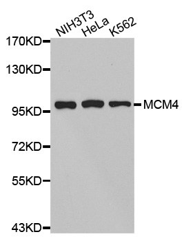 Anti-MCM4 Antibody