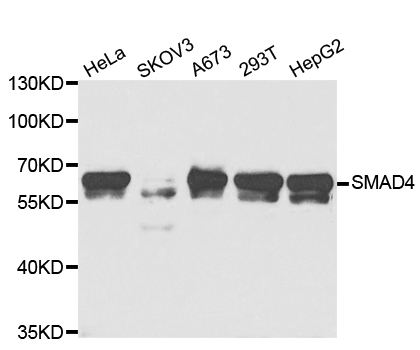 Anti-Smad4 Antibody