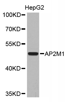 Anti-AP2M1 Antibody