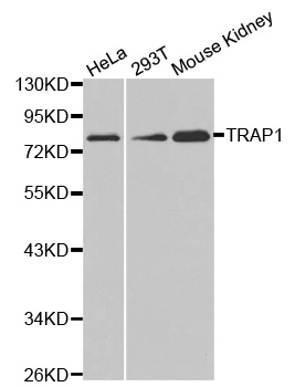 Anti-TRAP1 Antibody