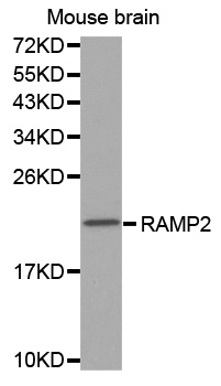 Anti-RAMP2 Antibody